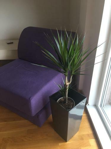 Apartamento Sweet Violet