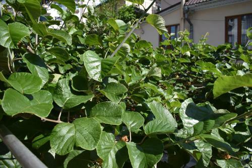 Hostal Guest House U Vadima