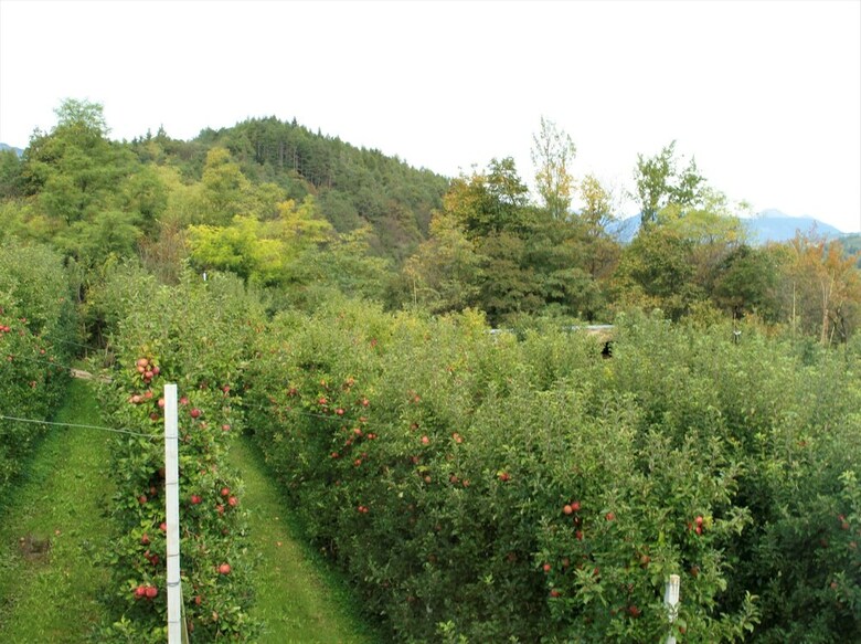 Casa Vacanze In Tipico Maso Della Val Di Non