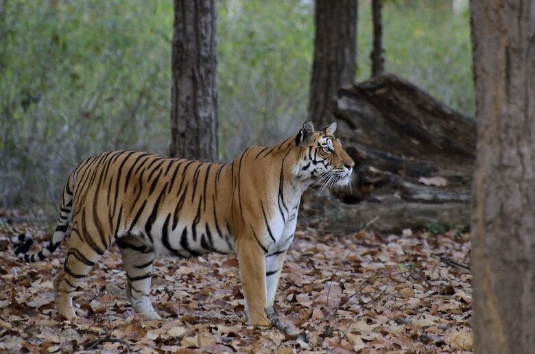 Apartamento Camp Dev Vilas Kanha