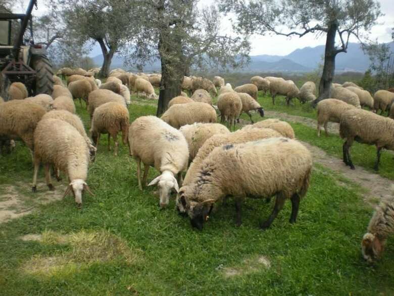 Agroturismo La Masseriola Agriturismo