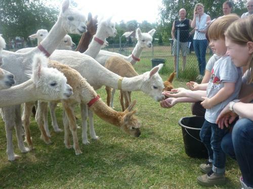 Apartamento De Alpacaboerderij
