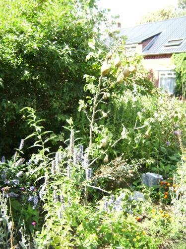 B&B Het Uilennest