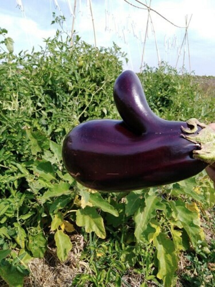 Roulotte De La Ferm'agi