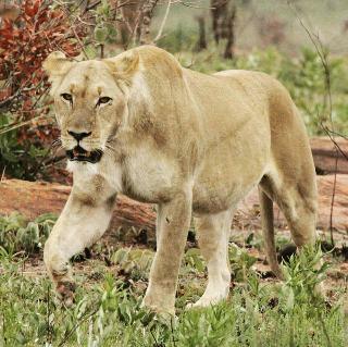 Hotel Izingwe Lodge
