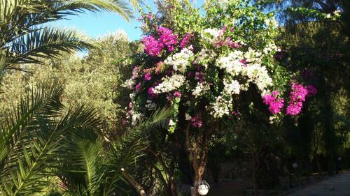 Paradise Garden Hotel