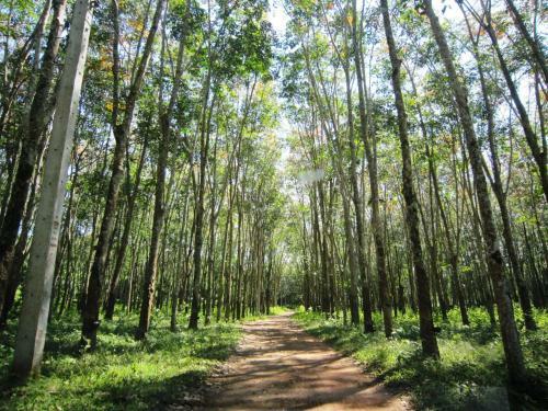 Hotel Phanom Bencha Mountain Resort