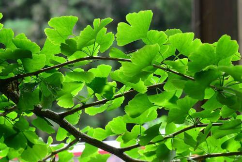 Ginkgo Hotel
