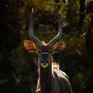 Hotel Wildehondekloof Private Game Reserve