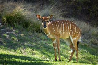 Hotel Wildehondekloof Private Game Reserve