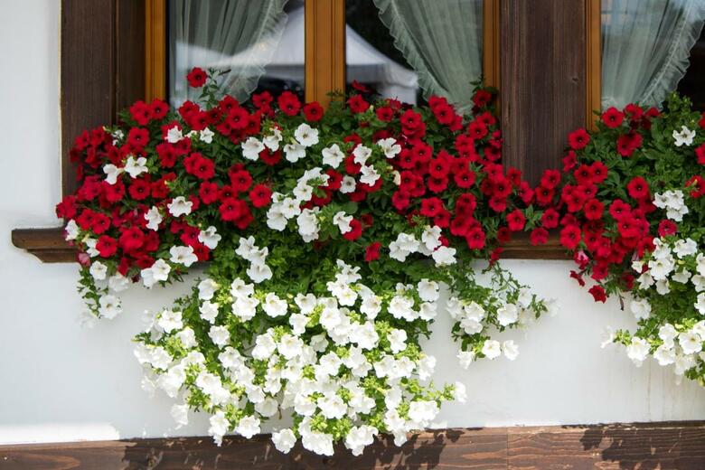Hotel Alphorn