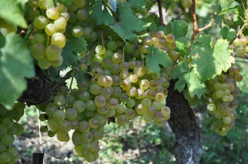 Clos Des Caillettes