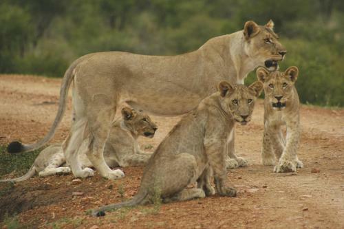 Tuningi Safari Lodge
