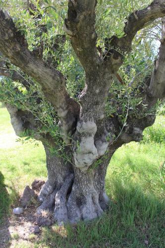 Caba�a En Olivar Centenario Agroecol�gico Tutuna