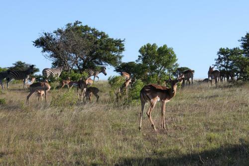 Lodge Mansfield Game Reserve
