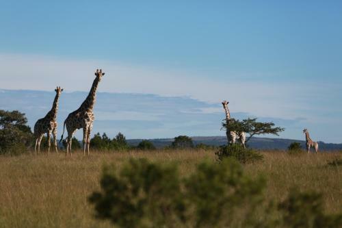 Lodge Mansfield Game Reserve