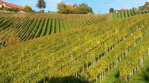 Bed & Breakfast Weingut Stoff