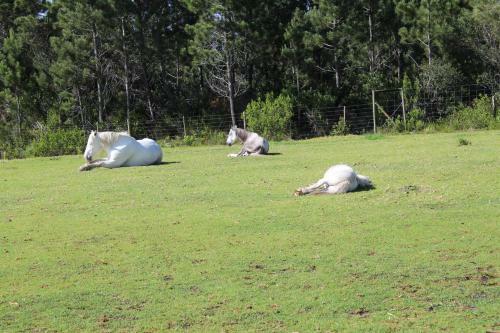 Agroturismo T'niqua Stable Inn
