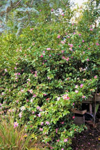 Apartamento Adelaide Hills 'camellia Cottage' - Wifi