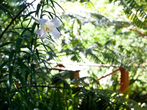 Bed & Breakfast Andelomi Forest Lodge