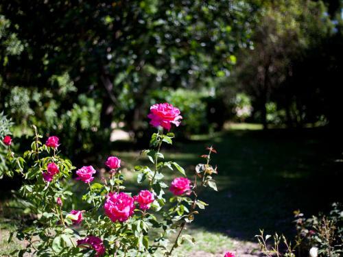 Bed & Breakfast Andelomi Forest Lodge