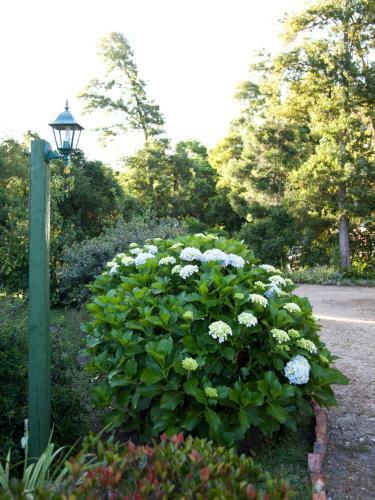 Bed & Breakfast Andelomi Forest Lodge