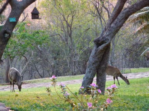 Bed & Breakfast Ehlathini Lodge