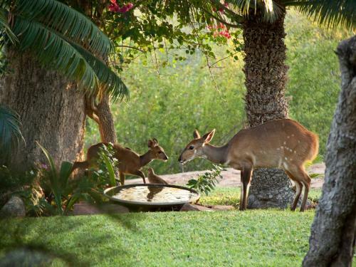 Bed & Breakfast Ehlathini Lodge