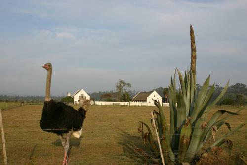 Agroturismo Zoutpan Struishuis Guest Farm
