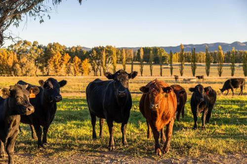Bonnie View By Your Innkeeper Mudgee