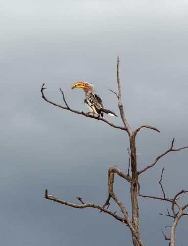 Mopane Bush Lodge