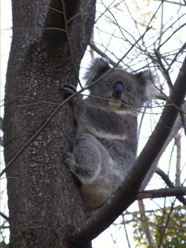 Hostal Adelaide Hills B&B Accommodation