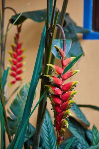 Chal� Ip� - Jatob�