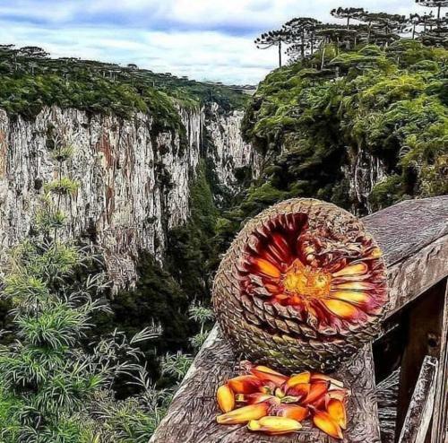 Apartamentos Mobiliados