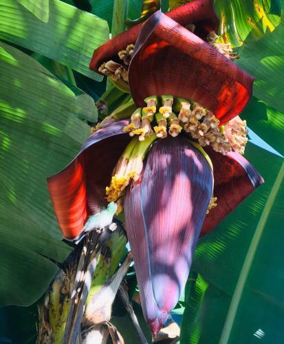 Recanto Da Horta ? Viva O Natural Em Floripa