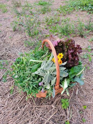 Recanto Da Horta ? Viva O Natural Em Floripa