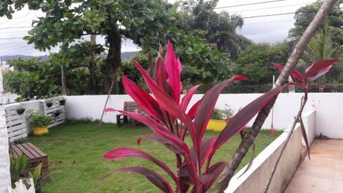 Hostal Tropical Hostel Pousada