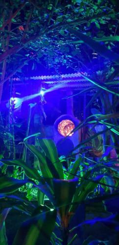 Bananas Hostel