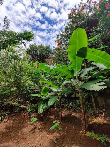 Len��is Eco-su�te