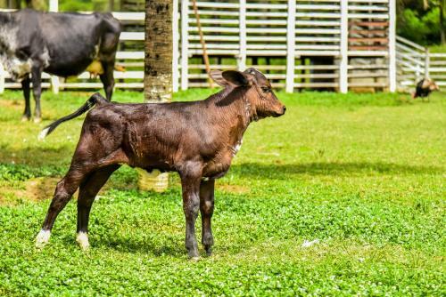Hotel Pousada Rural Fazenda O�sis