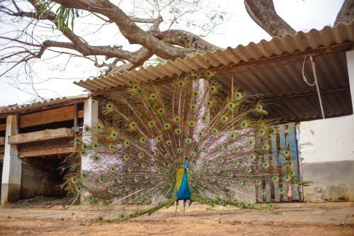 Hotel Eco Resort Bela Riba
