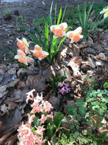 Bed & Breakfast Stirling House