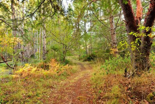 Arbutus Hill