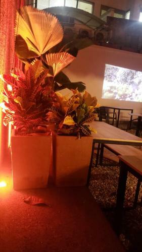 Hostal El Papayo
