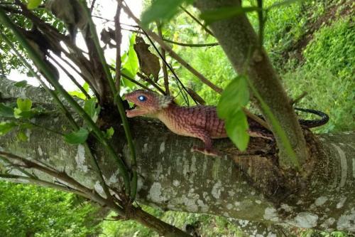 Finca Yuluka