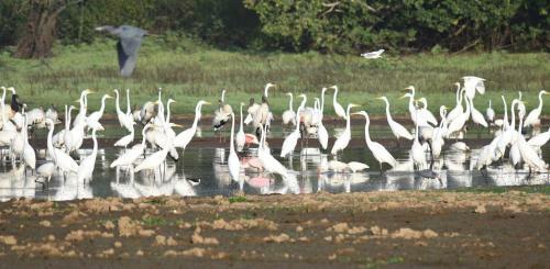 Kingfisher Lodge & Tours