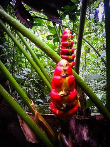 Hotel Sangregado Lodge