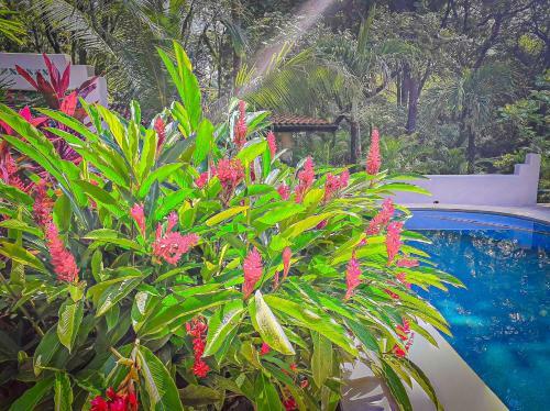 Hostal Moonshadow Costa Rica