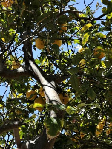 Lemon Tree Courtyard