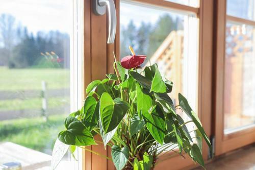 Apartamento Ferienwohnung Bergblick